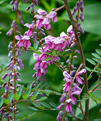 Illustration - Indigofera pendula Illustration - Indigofera pendula