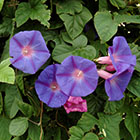 LOGO - Ipomoea tricolor © Adobe stock - Georges Blond.jpg LOGO - Ipomoea tricolor © Adobe stock - Georges Blond.jpg