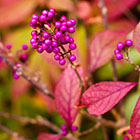LOGO Callicarpa LOGO Callicarpa
