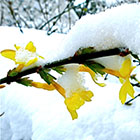 LOGO Jasminum nudiflorum LOGO Jasminum nudiflorum