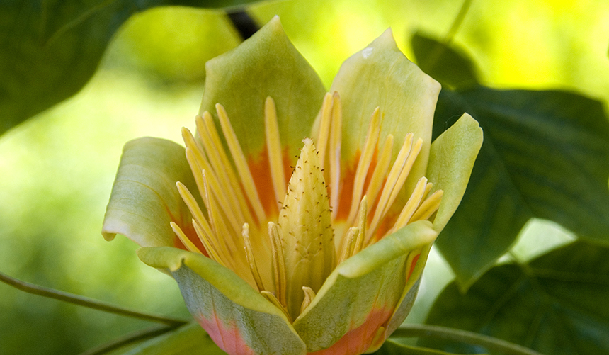 Liriodendron tulipifera Liriodendron tulipifera