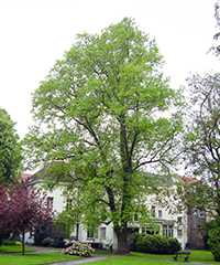 Liriodendron tulipifera Liriodendron tulipifera