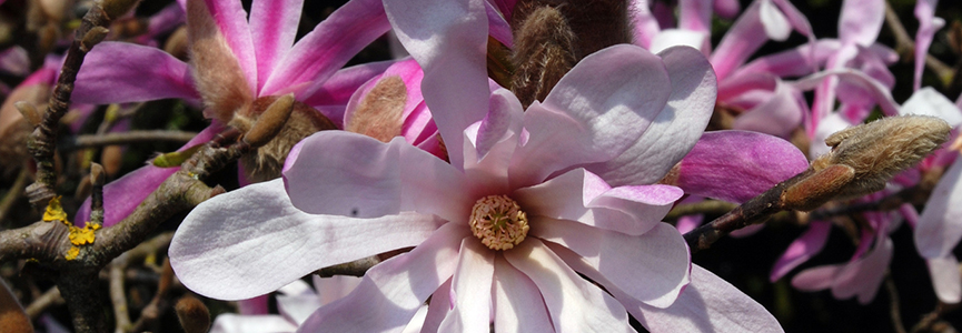 Bandeau_Magnolia_stellata Bandeau_Magnolia_stellata