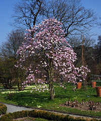 ILLUSTRATION - Magnolia stellata