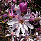 LOGO - Magnolia stellata LOGO - Magnolia stellata
