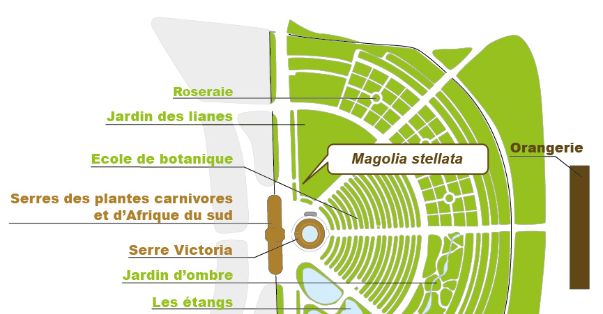Plan_web - Magnolia Plan_web - Magnolia