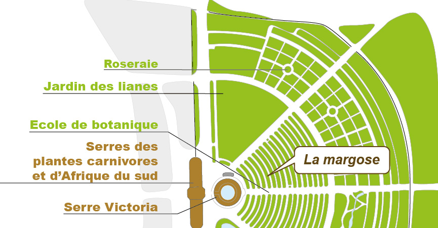 Plan_web_momordica charantia Plan_web_momordica charantia