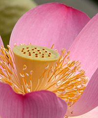 Illustration - Fleur de Nelumbo nucifera Illustration - Fleur de Nelumbo nucifera