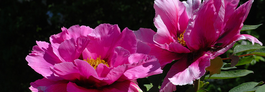 BANDEAU - Paeonia spp BANDEAU - Paeonia spp