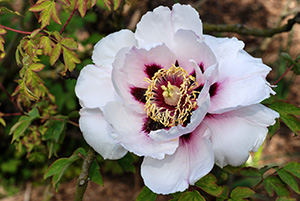 ILLUSTRATION - Paeonia ILLUSTRATION - Paeonia