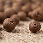 LOGO - Pimenta dioica © Adobe stock - GreenArt.jpg LOGO - Pimenta dioica © Adobe stock - GreenArt.jpg