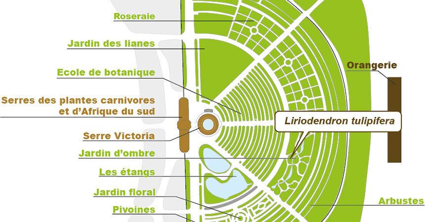 Plan Liriodendron tulipifera Plan Liriodendron tulipifera