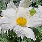 LOGO - Romneya coulteri LOGO - Romneya coulteri