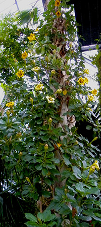 ILLSUTRATION - Solandra grandiflora.jpg ILLSUTRATION - Solandra grandiflora.jpg