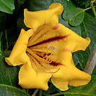 LOGO - Solandra grandiflora.jpg LOGO - Solandra grandiflora.jpg