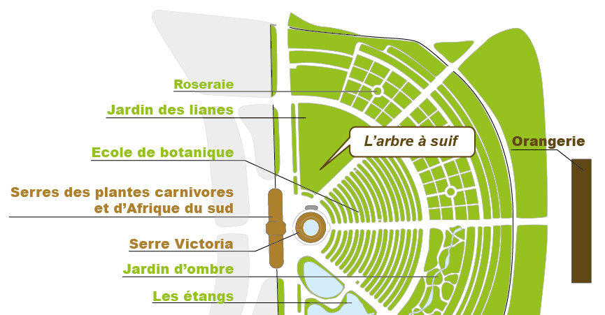 Plan_web - TRIADICA SEBIFERA.jpg Plan_web - TRIADICA SEBIFERA.jpg