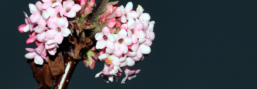 BANDEAU - Viburnum bodnantense BANDEAU - Viburnum bodnantense