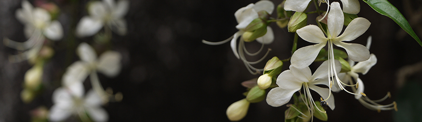 BANDEAU - Clerodendron laevifolium BANDEAU - Clerodendron laevifolium