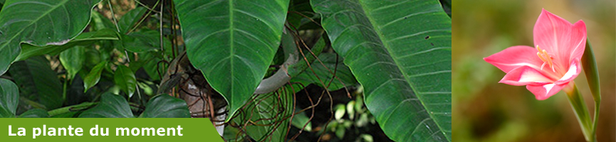 bandeau plante moment bandeau plante moment