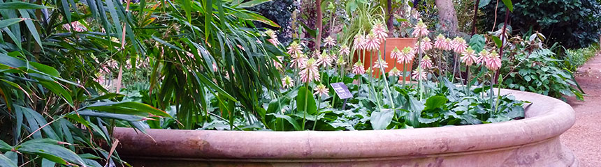 Bandeau veltheimia capensis Bandeau veltheimia capensis