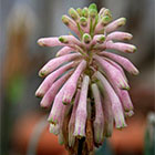 Logo Veltheimia capensis Logo Veltheimia capensis