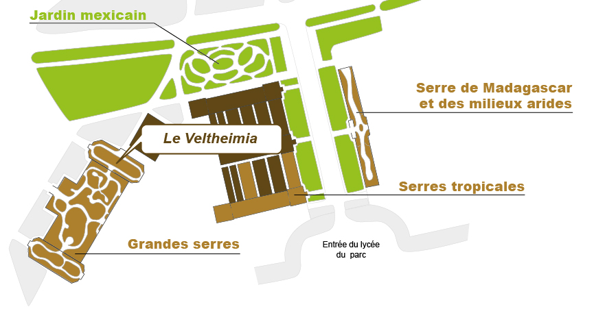 Plan_web- veltheimia Plan_web- veltheimia