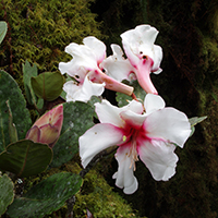 rhohodendron rhohodendron