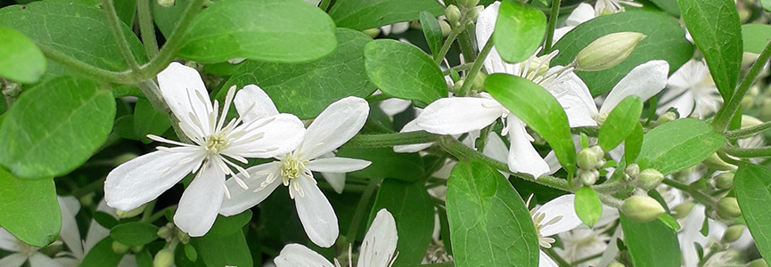 BANDEAU - Clematis chinensis.jpg BANDEAU - Clematis chinensis.jpg