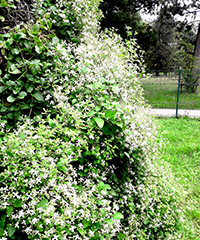 ILLUSTRATION - Clematis chinensis.jpg ILLUSTRATION - Clematis chinensis.jpg