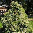 LOGO - Clematis chinensis.jpg LOGO - Clematis chinensis.jpg