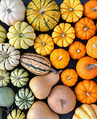 ILLUSTRATION - cucurbitaceae.jpg ILLUSTRATION - cucurbitaceae.jpg