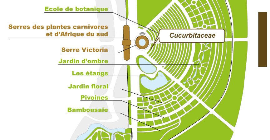 Plan_web - cucurbitaceae.jpg Plan_web - cucurbitaceae.jpg