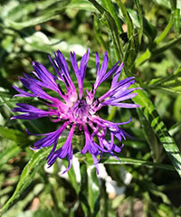ILLUSTRATION - Cyanus lugdunensis.jpg ILLUSTRATION - Cyanus lugdunensis.jpg