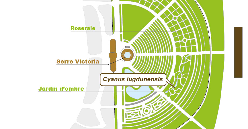 Plan_web - CYANUS LUGDUNENSIS-01.jpg Plan_web - CYANUS LUGDUNENSIS-01.jpg