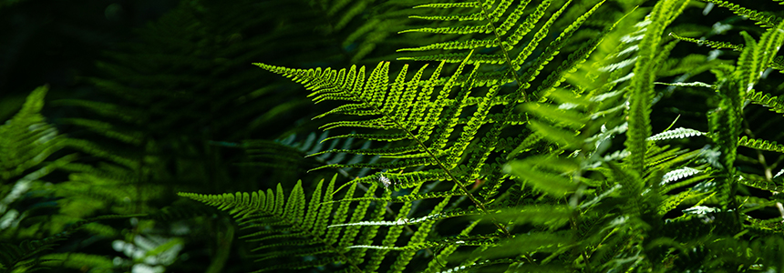 Bandeau - fougères © AdobeStock Bandeau - fougères © AdobeStock