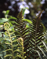 ILLUSTRATION Dryopteris © Frederic Muller.jpg ILLUSTRATION Dryopteris © Frederic Muller.jpg