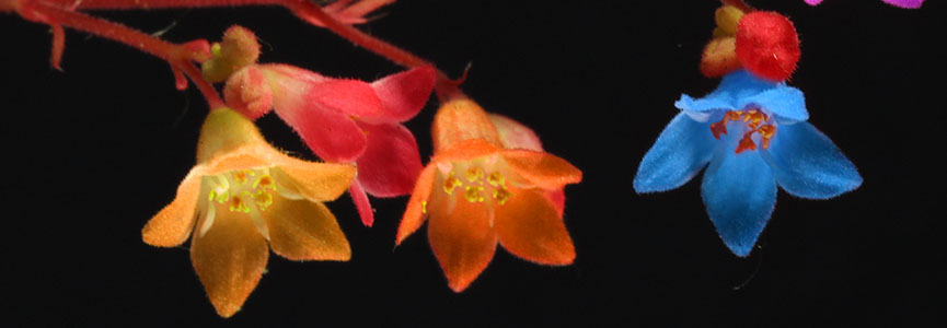 BANDEAU_Irisa spectabilis.jpg BANDEAU_Irisa spectabilis.jpg