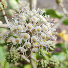 LOGO - Fatsia japonica LOGO - Fatsia japonica