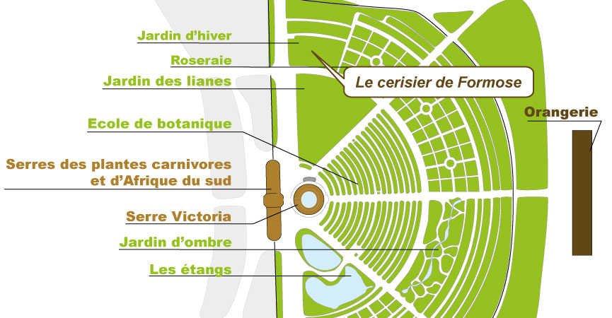 Plan_web - Prunus campanulata Plan_web - Prunus campanulata