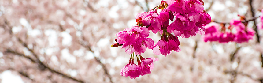 BANDEAU - Prunus campanulata BANDEAU - Prunus campanulata