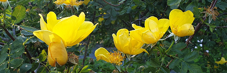 BANDEAU - Rosa foetida.jpg BANDEAU - Rosa foetida.jpg
