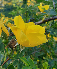 Illustration Rosa foetida.jpg Illustration Rosa foetida.jpg