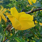 LOGO - Rosa foetida.jpg LOGO - Rosa foetida.jpg