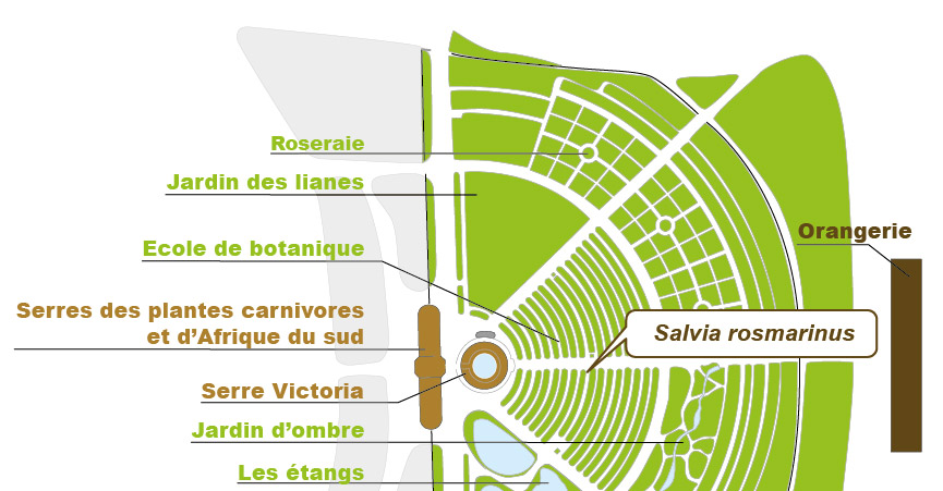 Plan_web - SALVIA ROSMARINUS.jpg Plan_web - SALVIA ROSMARINUS.jpg