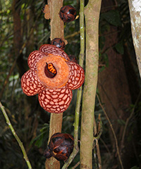 ILLUSTRATION Tetrastigma voinierianum © David Scherberich.jpg ILLUSTRATION Tetrastigma voinierianum © David Scherberich.jpg