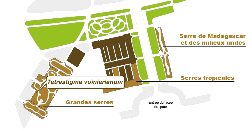 Plan_web - TETRASTIGMA-01.jpg Plan_web - TETRASTIGMA-01.jpg