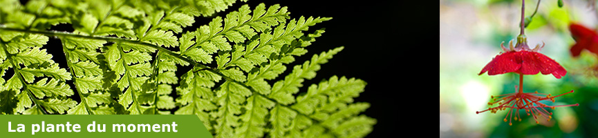 bandeau plante moment bandeau plante moment