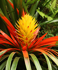 Photo d'une bromliace (Aechmea biflora)