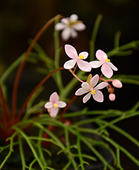 Photo d'une fleur de bgonia (Begonia pteridoides )