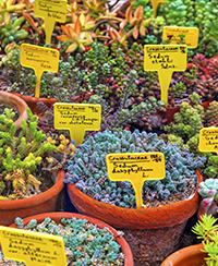 Photo d'un tal de vente de petites plantes grasses en pot